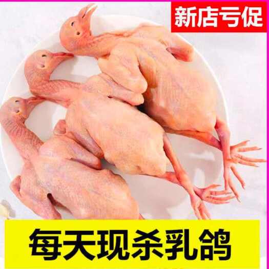 佛山新鲜冷冻生态散养乳鸽土鸽子整只净膛生鲜农家食材煲汤