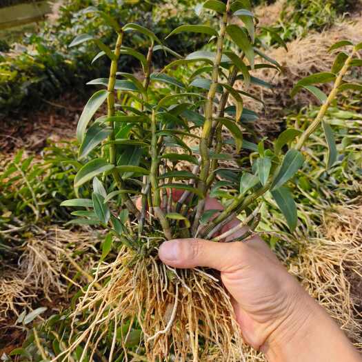龙陵县产地直发，多年专业种植经验，2年铁皮石斛苗，支持售后种植技术