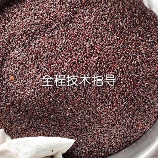 阳谷县美洲大蠊卵鞘，蟑螂精品卵块