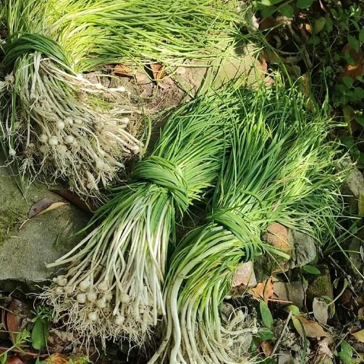 灵宝市现挖河南本地野生小蒜