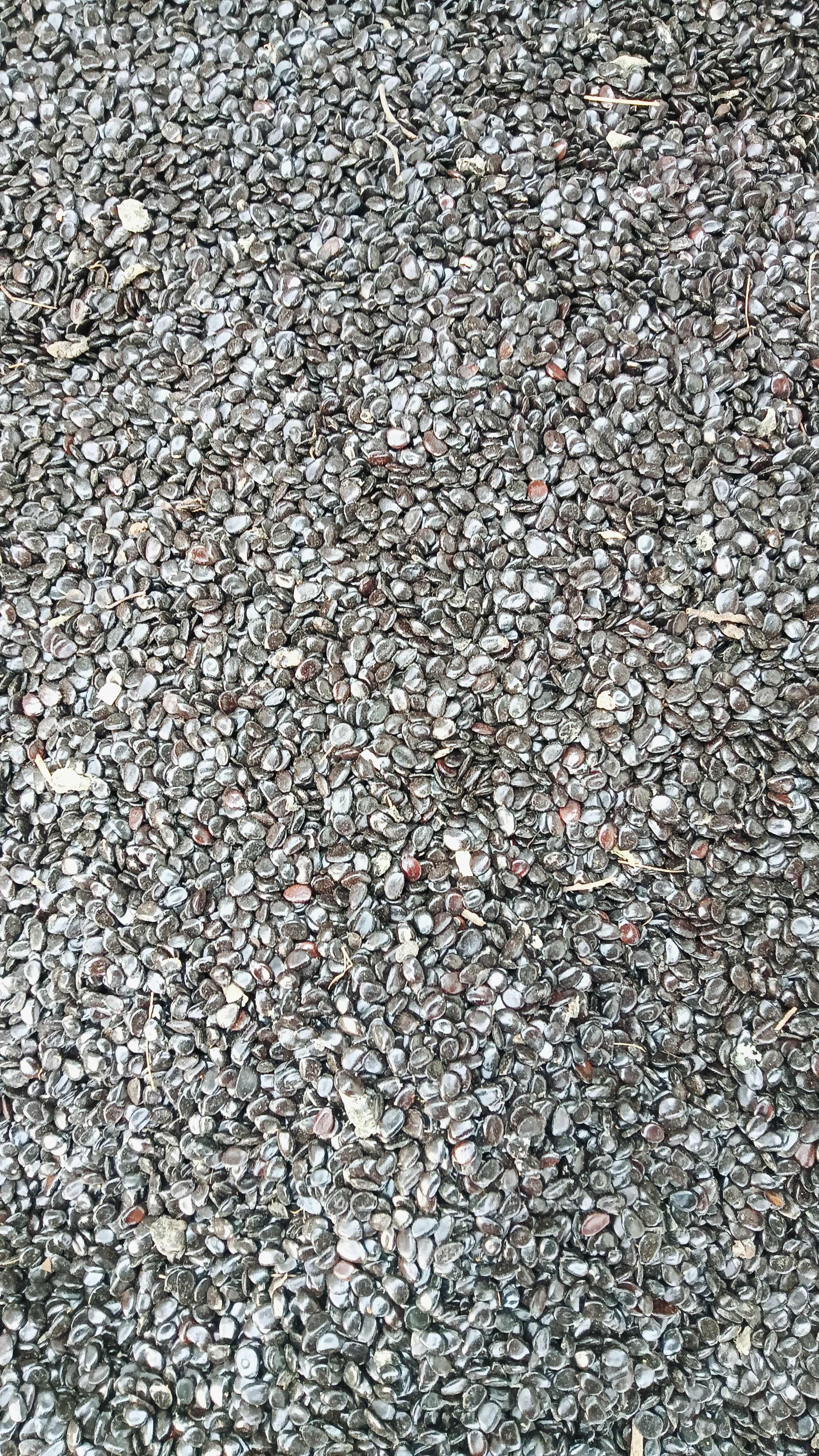 猫屎瓜籽现货40斤
