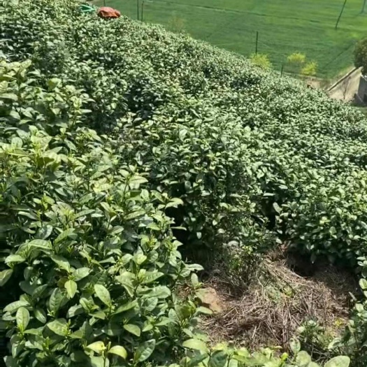 安吉县安吉白茶，自产自销，上等青叶，散装茶叶，礼盒套装