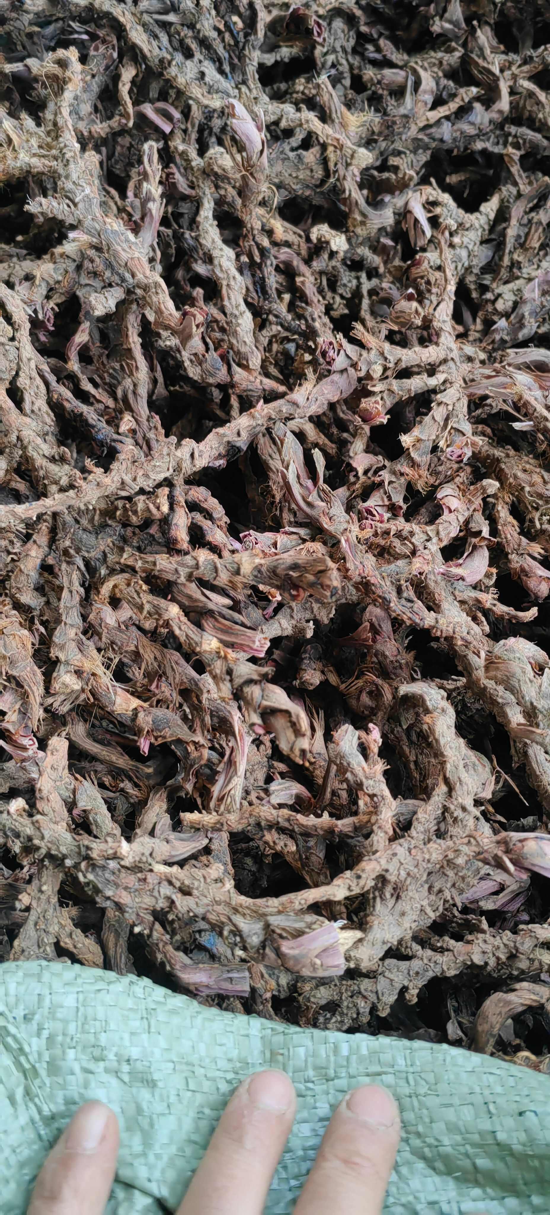 五香草 卤料 香料 山奈根 茴香菖蒲 产地大货 供应