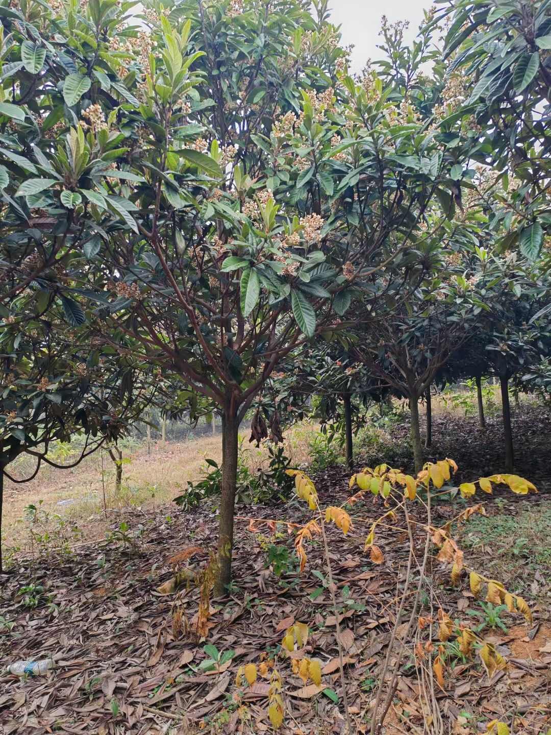 咸宁区直供新鲜大五星枇杷树苗健壮果树苗木发货快品质好果树苗