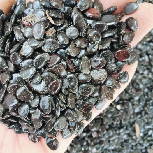 猫屎瓜籽现货40斤