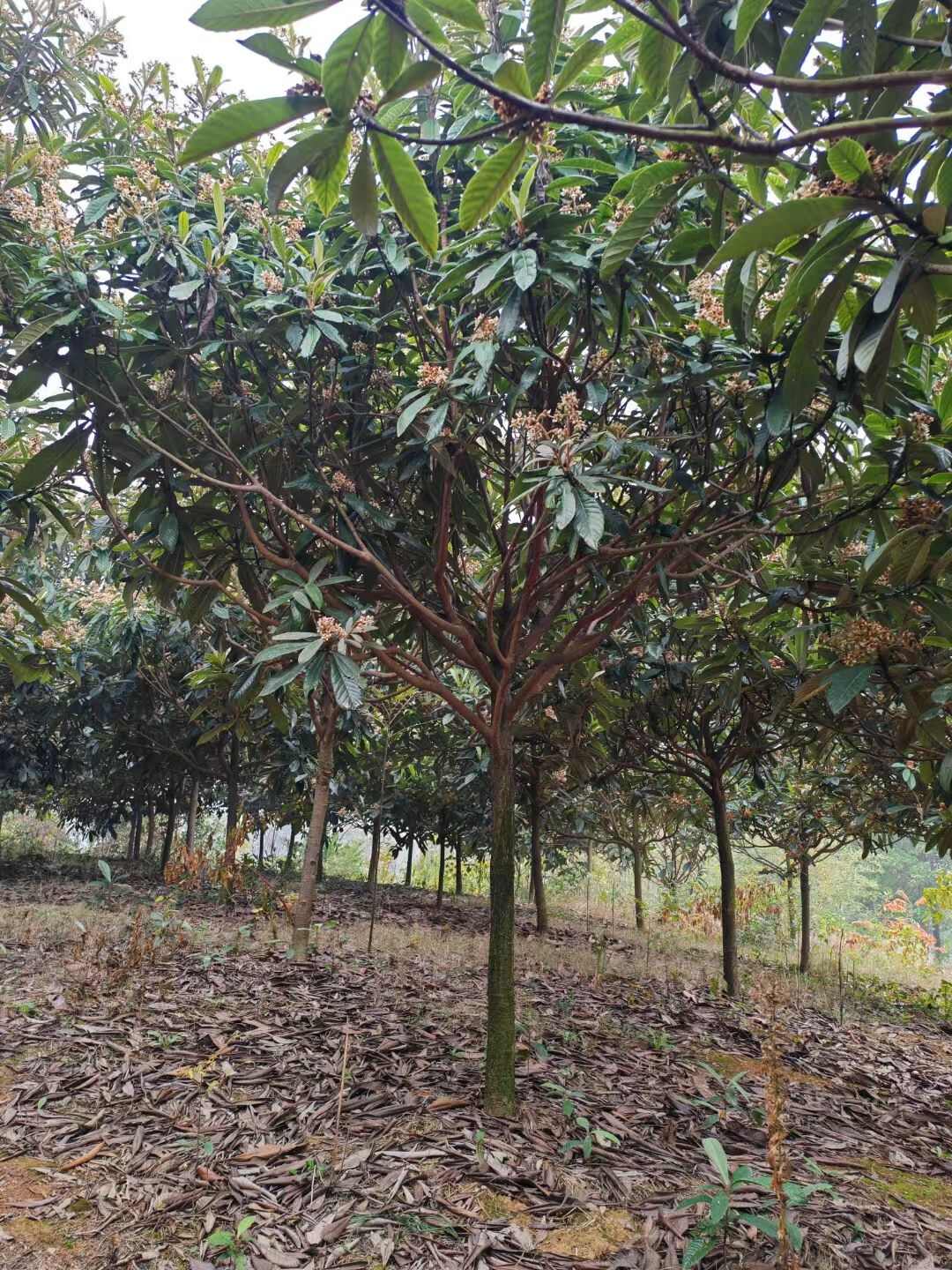 咸宁区直供新鲜大五星枇杷树苗健壮果树苗木发货快品质好果树苗