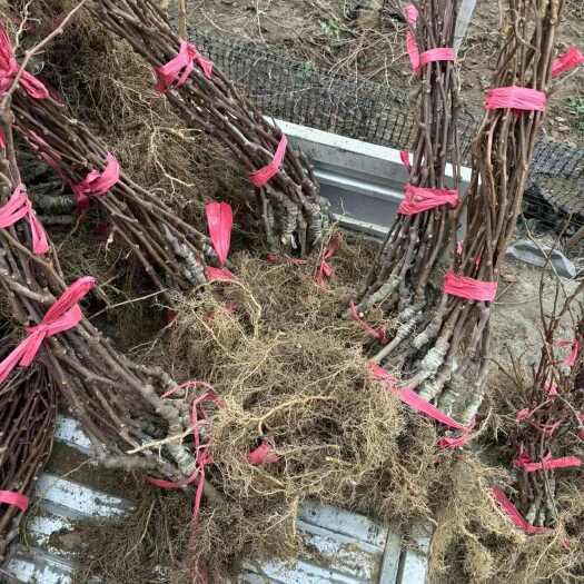 凤凰县翠香猕猴桃苗