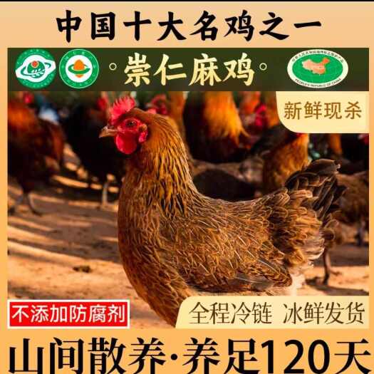 崇仁麻鸡农家散养土鸡新鲜现杀童子鸡冰鲜老母鸡农村走地鸡冷冻