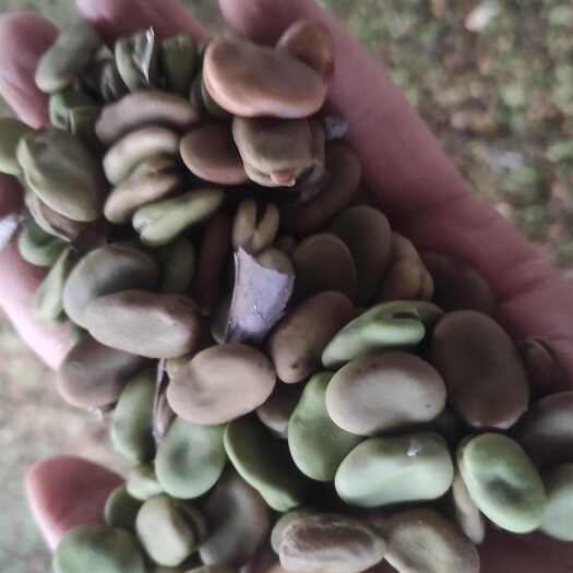 虞城县河南商丘青皮蚕豆产地直供饲料蚕豆豆瓣用