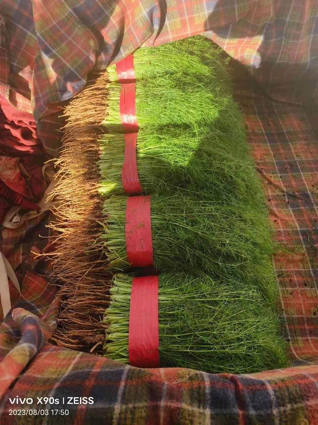 优质茴香，大量供应，价格实惠，欢迎进店咨询采购！
