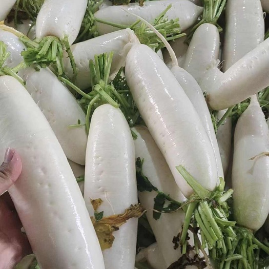 天门市白萝卜三排四排