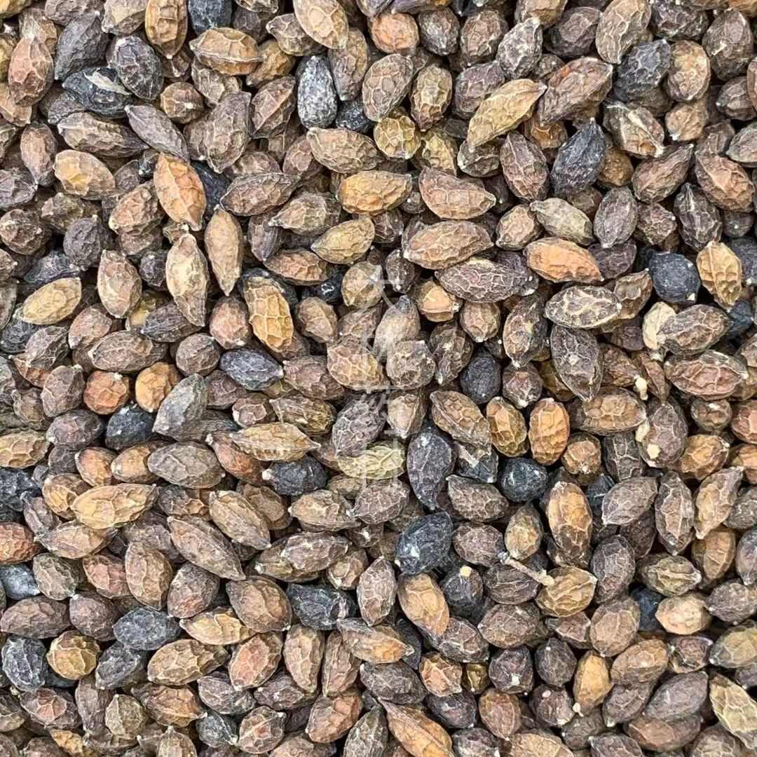 玉林长期供应｛鸦胆子｝可批量可零售量大从优【包邮】