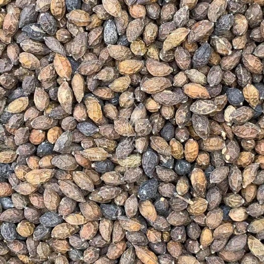 长期供应｛鸦胆子｝可批量可零售量大从优【包邮】