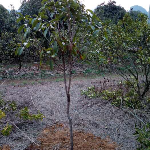 阳朔县桂林阳朔产地直销桂花树苗木健康茁壮易于种植养护