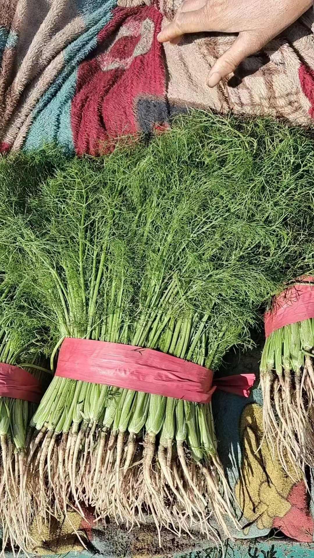优质茴香，大量供应，价格实惠，欢迎进店咨询采购！