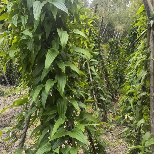 苍梧县百部种苗