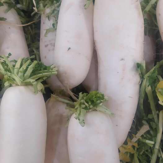 南宁白萝卜，现挖做菜好料，欢迎老板选购