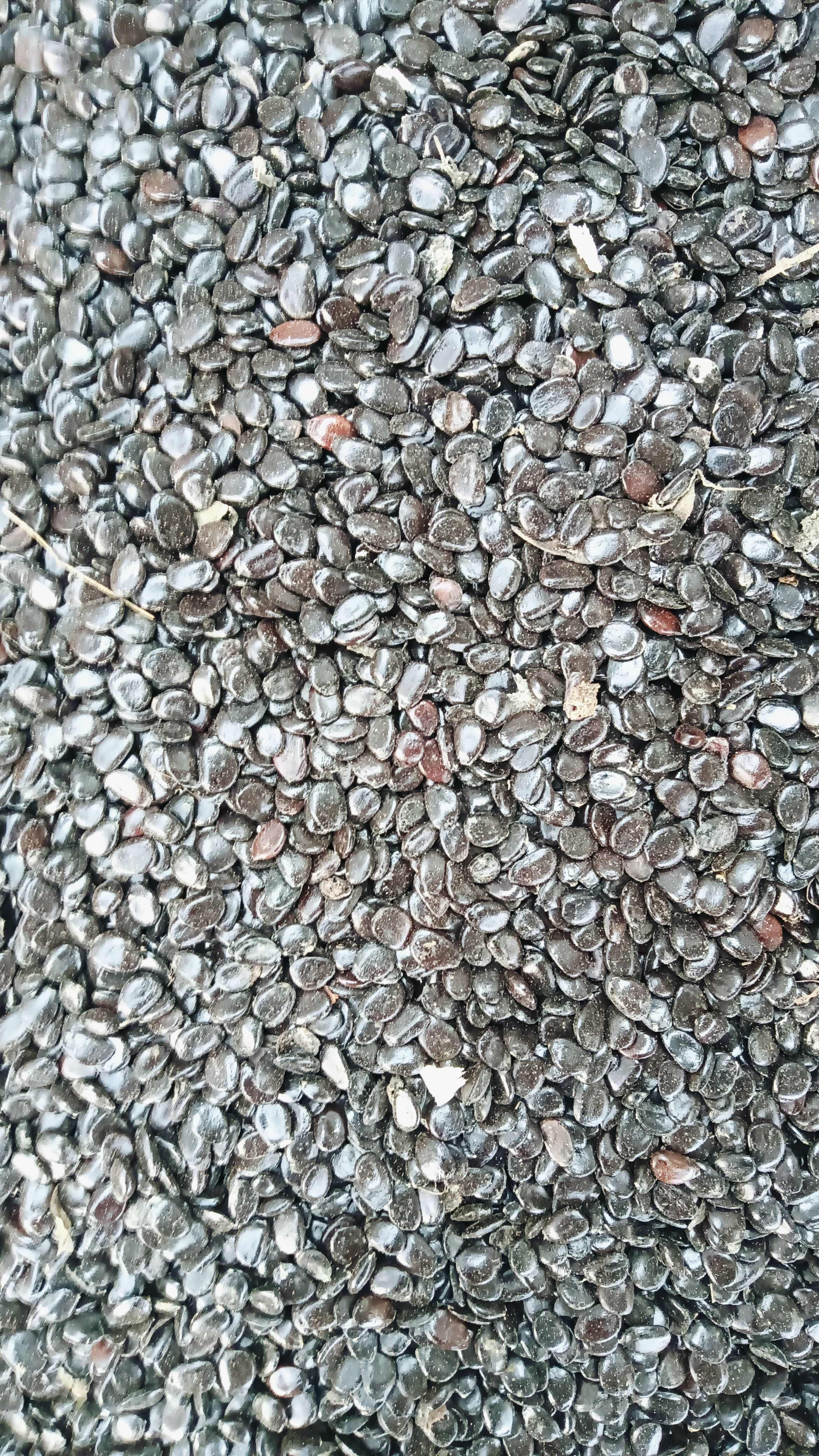 猫屎瓜籽现货40斤