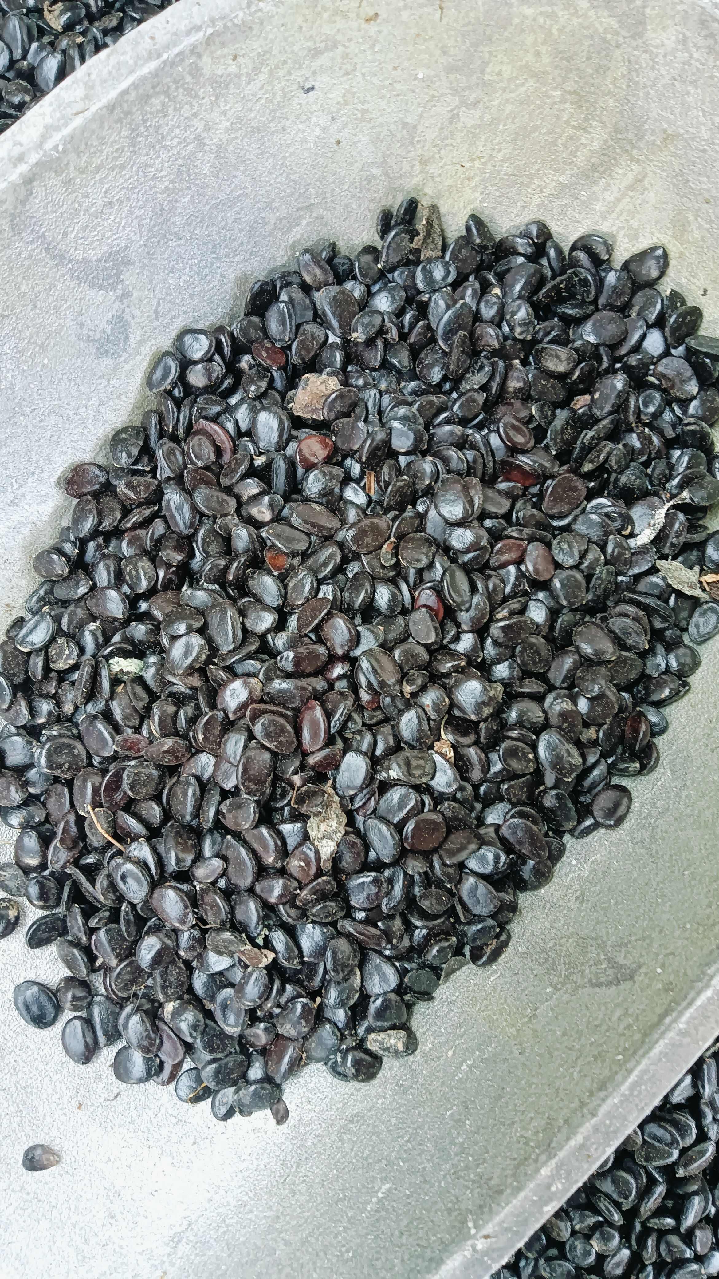 猫屎瓜籽现货40斤