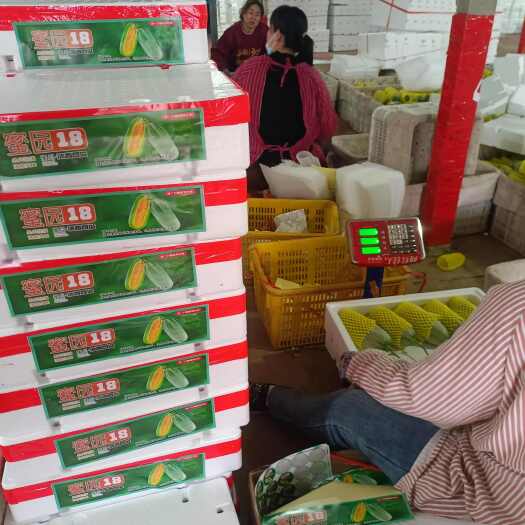 蜜园十八博洋72甜瓜产地量大酥脆香甜糖度高