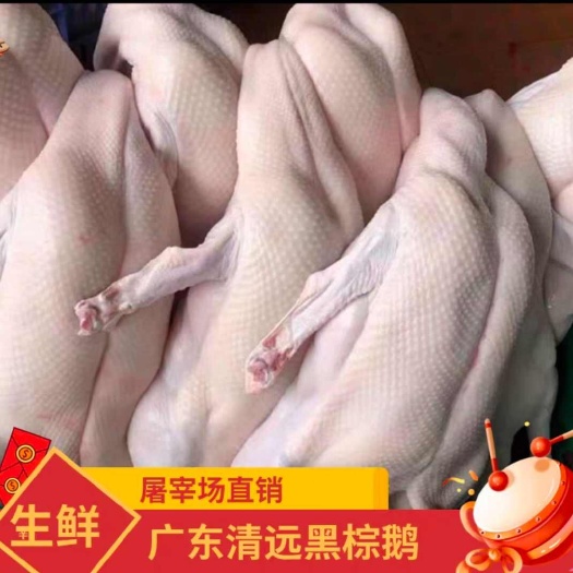 佛山厂家直销广东黑棕鹅通龄栅鹅港式烧鹅醉鹅原材料冰鲜鹅全国可发货