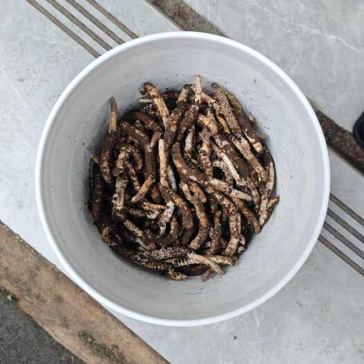 施秉县虫草