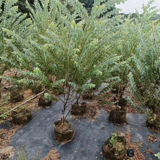 银合欢 基地直发 量大价优