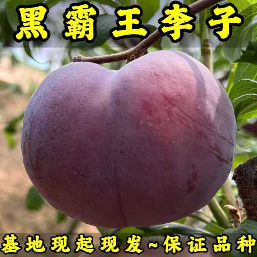 黑霸王李子苗（黑巨王李子苗）品种纯真 基地现起现发 成活率高