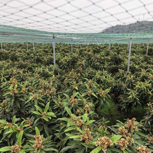 宜都市白玉枇杷预售，种植面积40亩.规模量产