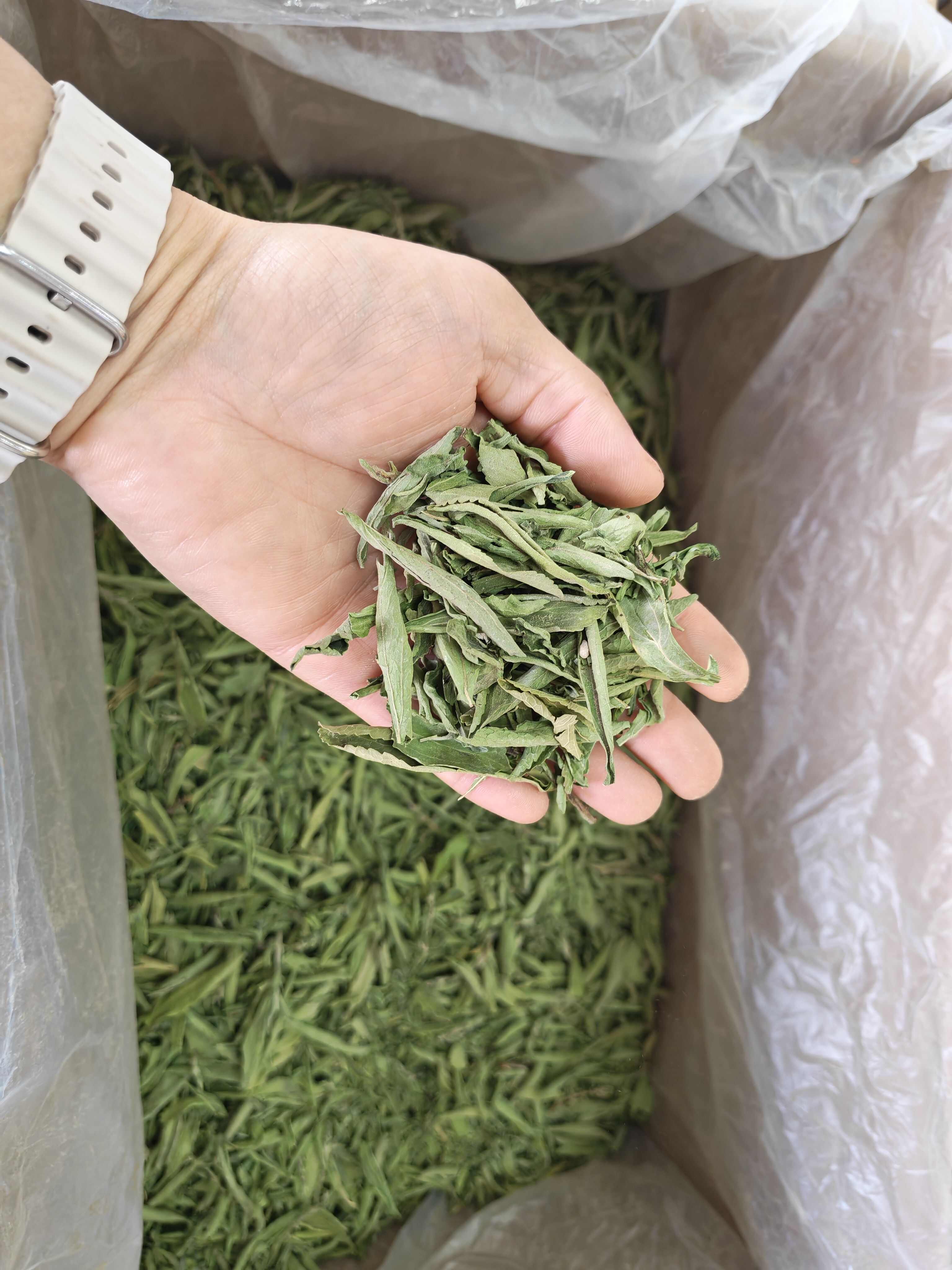 甜叶菊