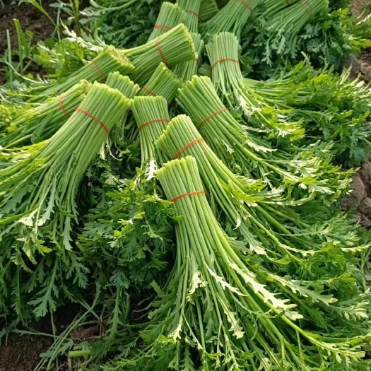 南通江苏南通新鲜茼蒿直发通州农户自种无农药残留安心食用
