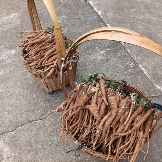 临武县南沙参