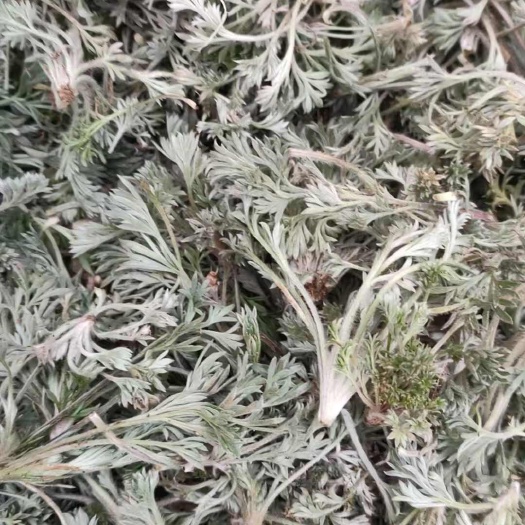 鲜茵陈开始上巿乡村莱够鲜茵陈苗干茵陈批发一手货源