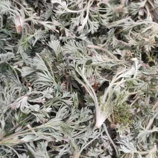 南召县鲜茵陈开始上巿乡村莱够鲜茵陈苗干茵陈批发一手货源