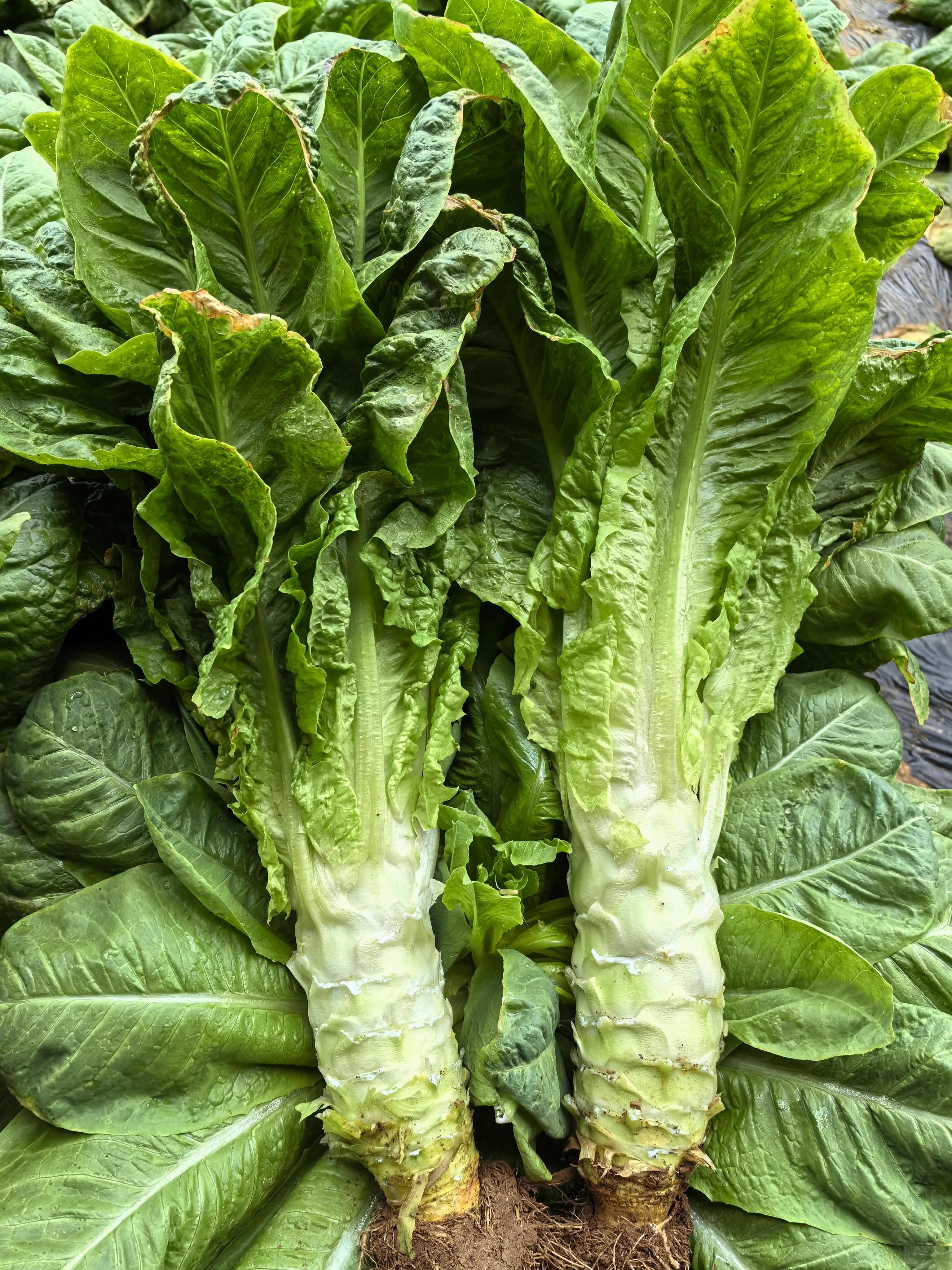 渭南市華州區(qū)萵筍大量上市，貨源充足質(zhì)量保證支持視頻看貨