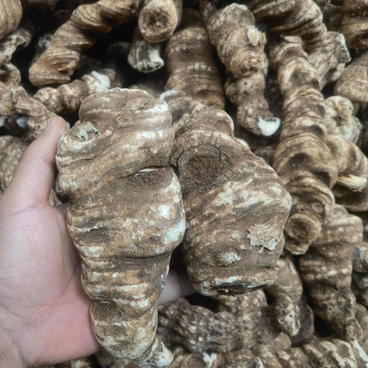 昆明重楼滇重楼精选大重楼