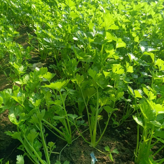 惠民县优质法国皇后芹菜苗