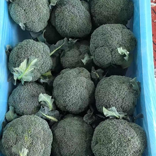 寿光市寿光精品西兰花，产地直发大量供出口各大市场 商超 学校 食堂