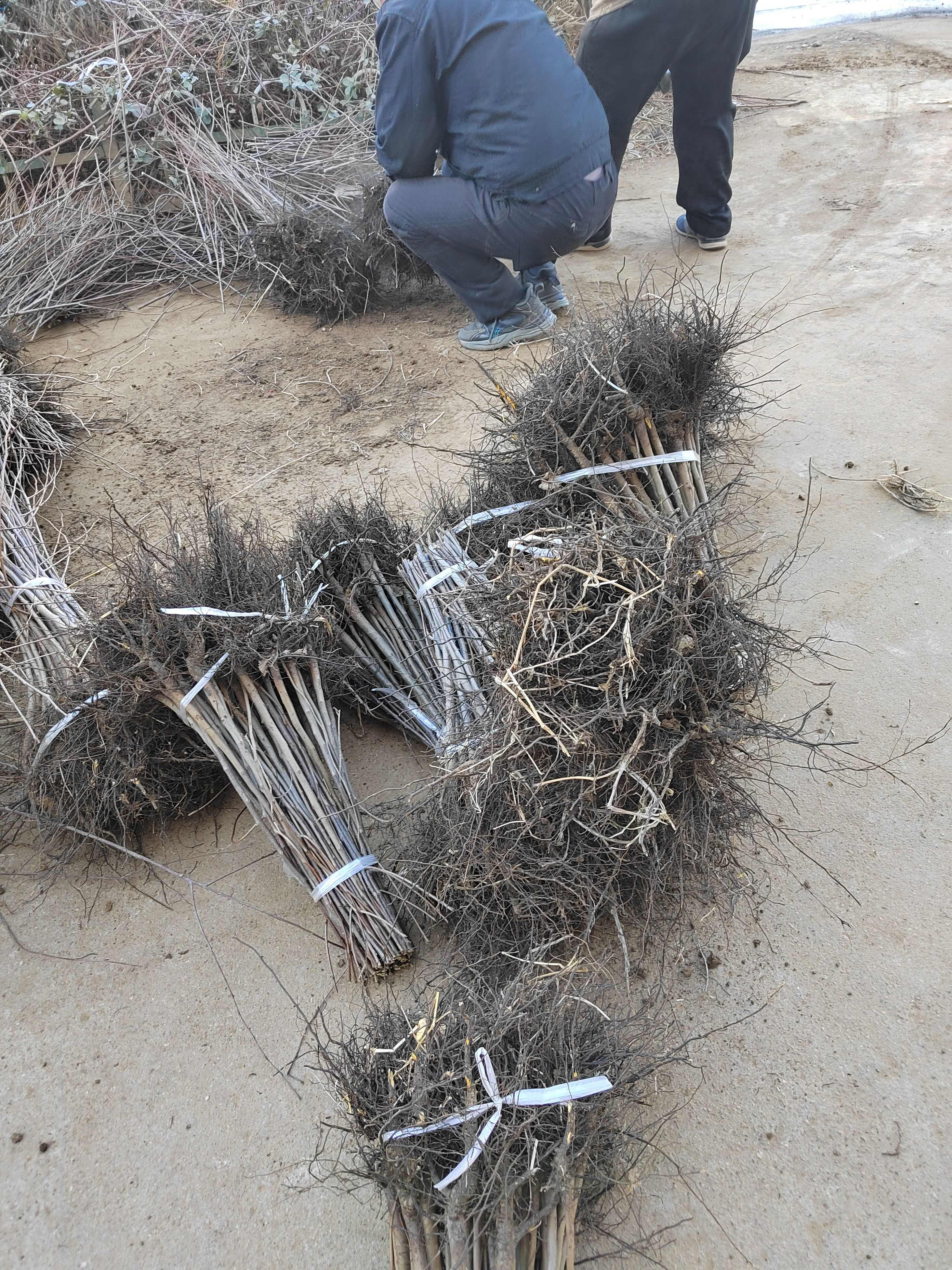 软枣苗  黑枣苗  君迁子苗  一年生