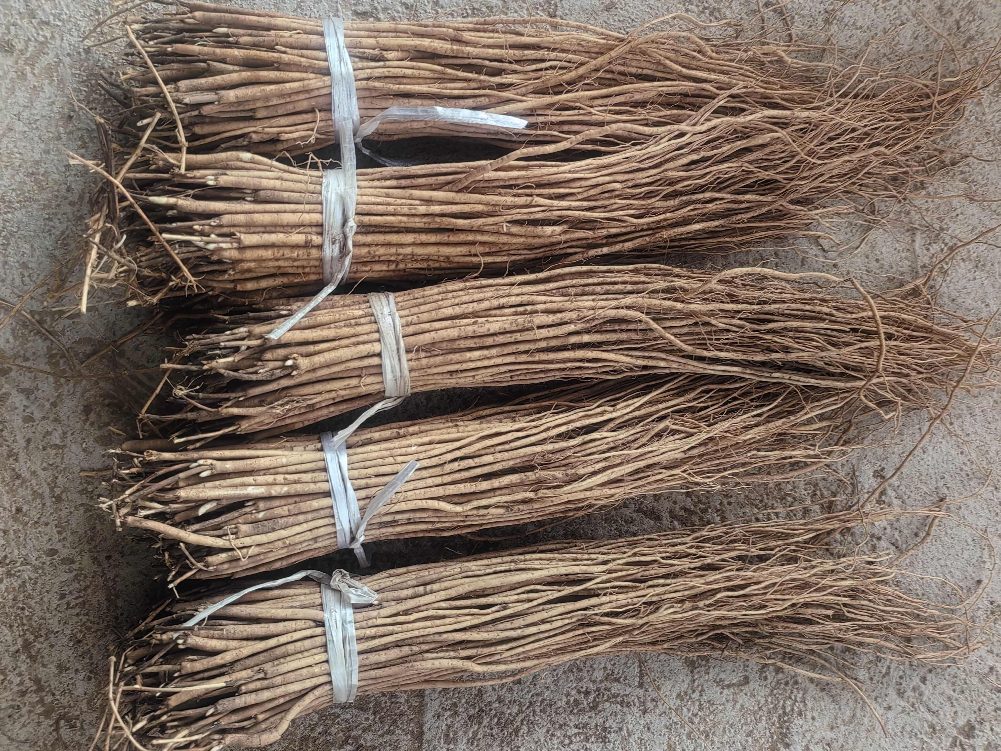 黄芪种苗优选甘肃岷县苗子，中药材种植理想选择