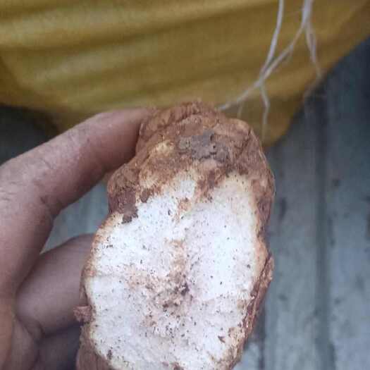 永州土茯苓，白肉深山土茯苓