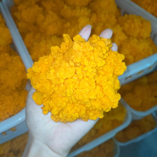 古田县【顺丰包邮】新鲜金耳菌火锅食材金耳羹凉拌 餐饮 酒店高端食材