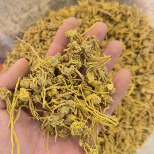 昆明黄龙根，龙须石斛