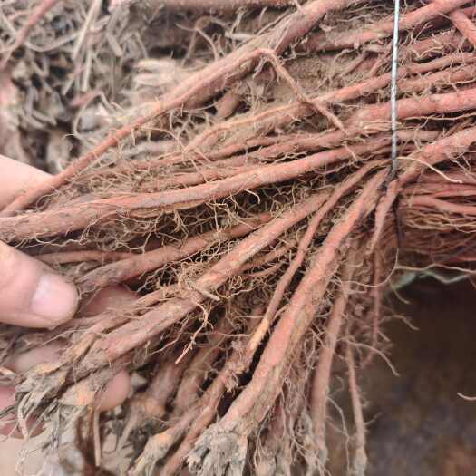 陇西县丹参种苗 甘肃省定西市陇西县新鲜发货 中草药苗木 批发零售