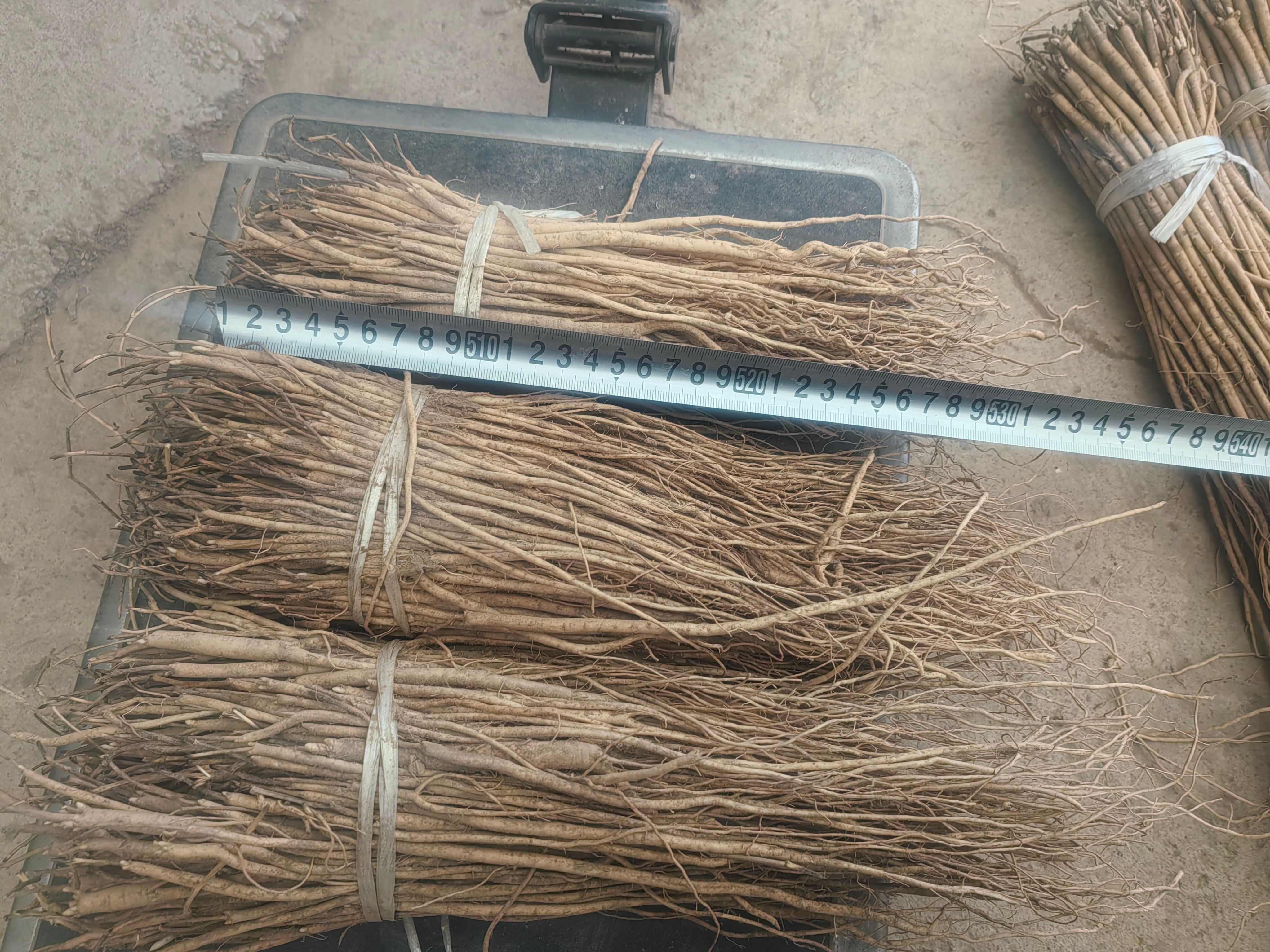 黄芪种苗优选甘肃岷县苗子，中药材种植理想选择