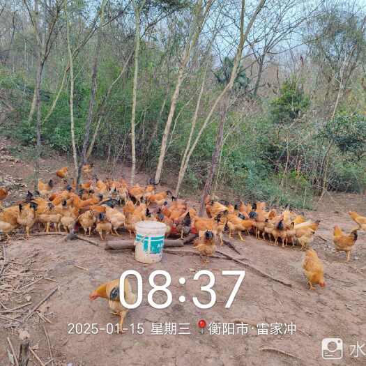衡南县湘黄土鸡