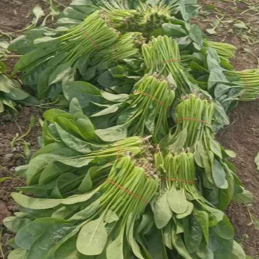 南通江苏南通新鲜菠菜 当天现采直发 健康绿叶菜品