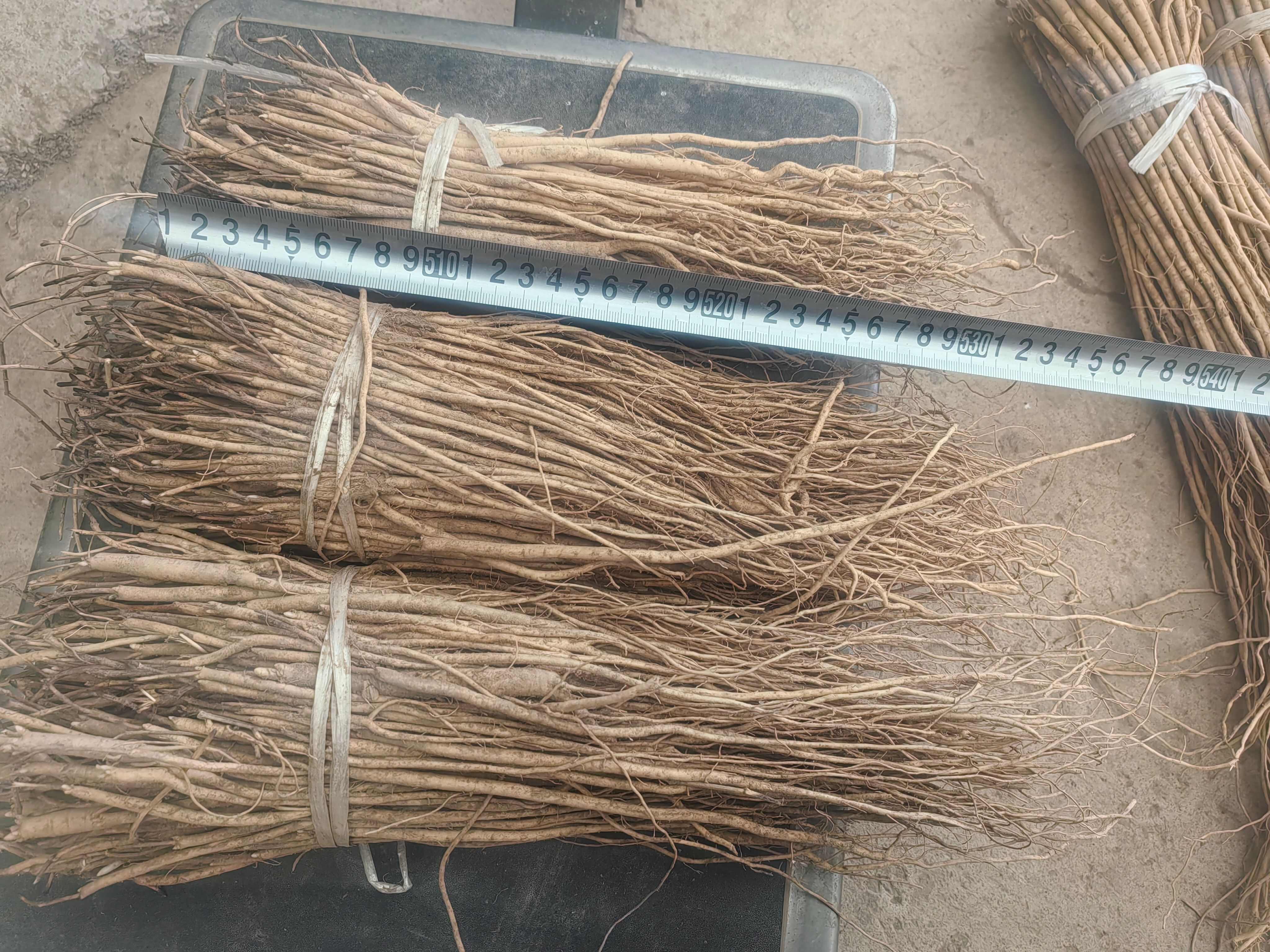 黄芪种苗优选甘肃岷县苗子，中药材种植理想选择