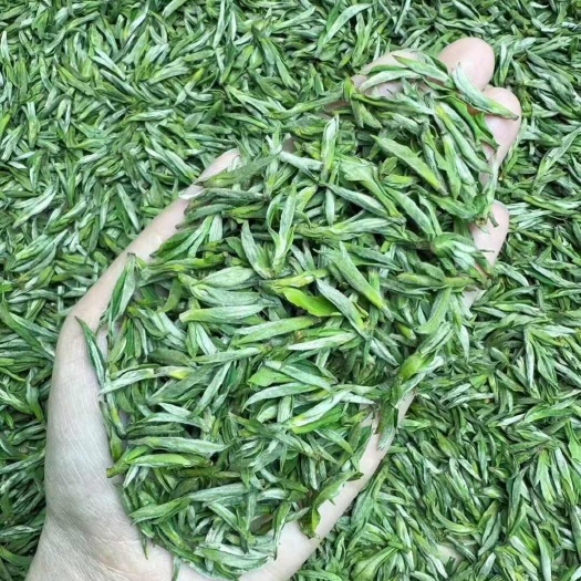 春茶全米芽黄芽毛峰——芽头更小，口感清香甘醇、花香鲜甜，不苦