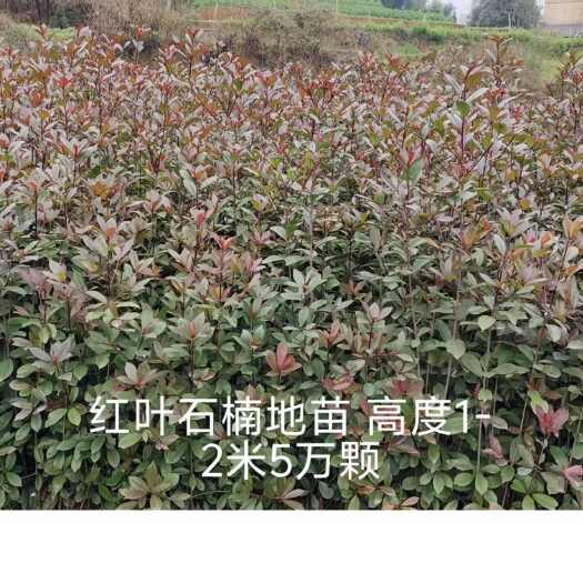 重庆市红叶石楠地苗高1米-2米